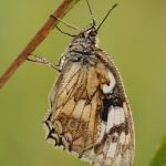 Okáč bojínkový - Melanargia galathea, Ralsko (VII, 2009)