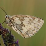 Okáč bojínkový - Melanargia galathea, Zahrady pod Hájem (VII, 2009)