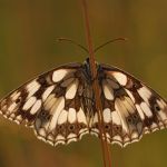 Okáč bojínkový - Melanargia galathea, Zahrady pod Hájem (VII, 2009)