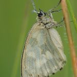 Okáč bojínkový - Melanargia galathea, Zahrady pod Hájem (VII, 2009)