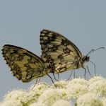 Okáč bojínkový - Melanargia galathea ♂, Bílé Karpaty (VI, 2008)