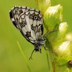 Okáč bojínkový - Melanargia galathea ♂, Bílé Karpaty (VI, 2008)