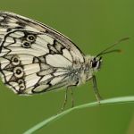 Okáč bojínkový - Melanargia galathea ♂, Milovice (VI, 2007)