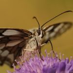 Okáč bojínkový - Melanargia galathea ♂, Prachov (VII, 2008)