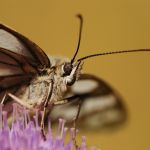 Okáč bojínkový - Melanargia galathea ♂, Prachov (VII, 2008)