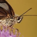 Okáč bojínkový - Melanargia galathea ♂, Prachov (VII, 2008)