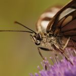 Okáč bojínkový - Melanargia galathea ♂, Prachov (VII, 2008)