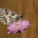 Okáč bojínkový - Melanargia galathea ♂,Prachov (VI, 2007)