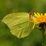 Žluťásek řešetlákový – Gonepteryx rhamni ♂, Boršov (VII, 2009)