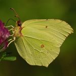 Žluťásek řešetlákový – Gonepteryx rhamni ♂, Přelouč (VII, 2009)