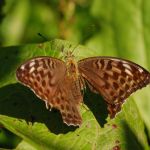 Perleťovec stříbropásek - Argynnis paphia f. valesina ♀, údolí Bubovického potoka (VII, 2009)