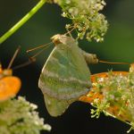 Perleťovec stříbropásek - Argynnis paphia ♀, Prachov (VI, 2007)