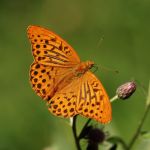 Perleťovec stříbropásek - Argynnis paphia ♂, Prachov (VI, 2007)