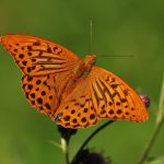 Perleťovec stříbropásek - Argynnis paphia ♂, Prachov (VI, 2007)