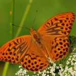 Perleťovec stříbropásek - Argynnis paphia ♂, Prachov (VII, 2008)