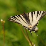 Otakárek ovocný - Iphiclides podalirius, NP Podyjí (V, 2008)