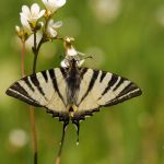 Otakárek ovocný - Iphiclides podalirius, NP Podyjí (V, 2008)