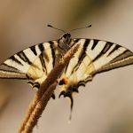 Otakárek ovocný - Iphiclides podalirius, Pálava (VIII, 2010)