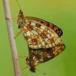 Perleťovec dvanáctitečný - Boloria selene, kopulace - nahoře samice, Ralsko (VI, 2013)