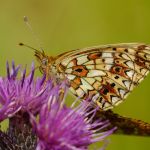 Perleťovec dvanáctitečný - Boloria selene, kopulace, Vysočina (VI, 2013)