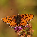 Hnědásek květelový - Melitaea didyma ♂, Bubovice (VII, 2010)