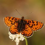 Hnědásek květelový - Melitaea didyma ♂, Bubovice (VII, 2010)