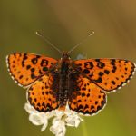 Hnědásek květelový - Melitaea didyma ♂, Bubovice (VII, 2010)