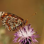 Hnědásek květelový - Melitaea didyma ♂, Havraníky (VII, 2007)