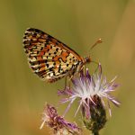 Hnědásek květelový - Melitaea didyma ♂, Havraníky (VII, 2007)