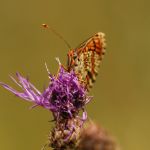 Hnědásek květelový - Melitaea didyma ♂, Havraníky (VII, 2007)