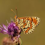 Hnědásek květelový - Melitaea didyma ♂, Havraníky (VII, 2007)