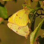 Žluťásek jižní – Colias alfacariensis - kopulace, Milovice (IX, 2009)