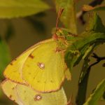 Žluťásek jižní – Colias alfacariensis - kopulace, Milovice (IX, 2009)