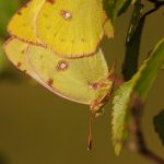 Žluťásek jižní – Colias alfacariensis - kopulace, Milovice (IX, 2009)