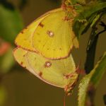 Žluťásek jižní – Colias alfacariensis - kopulace, Milovice (IX, 2009)