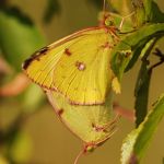 Žluťásek jižní – Colias alfacariensis - kopulace, Milovice (IX, 2009)