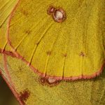 Žluťásek jižní – Colias alfacariensis - kopulace, Milovice (IX, 2009)