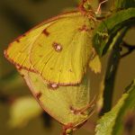 Žluťásek jižní – Colias alfacariensis - kopulace, Milovice (IX, 2009)