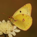 Žluťásek jižní – Colias alfacariensis, Hradčany (IX, 2009)