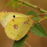 Žluťásek jižní – Colias alfacariensis, Hradčany (IX, 2009)