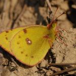 Žluťásek jižní – Colias alfacariensis, Hradčany (IX, 2009)