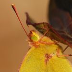 Žluťásek jižní – Colias alfacariensis, Hradčany (IX, 2009)