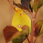 Žluťásek jižní – Colias alfacariensis, Hradčany (IX, 2009)