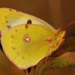 Žluťásek jižní – Colias alfacariensis, Hradčany (IX, 2009)