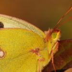 Žluťásek jižní – Colias alfacariensis, Hradčany (IX, 2009)