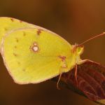 Žluťásek jižní – Colias alfacariensis, Hradčany (IX, 2009)