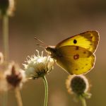 Žluťásek jižní – Colias alfacariensis, Milovice (IX, 2009)