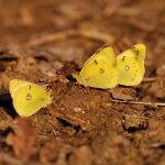 Žluťásek jižní – Colias alfacariensis, Milovice (IX, 2009)