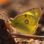 Žluťásek jižní – Colias alfacariensis, Milovice (IX, 2009)