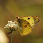 Žluťásek jižní – Colias alfacariensis, Milovice (IX, 2009)